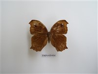 藏品(森林暮眼蝶)的圖片